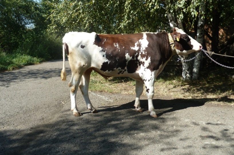 ТАЛАНТ 4117 ET КСГФ-242